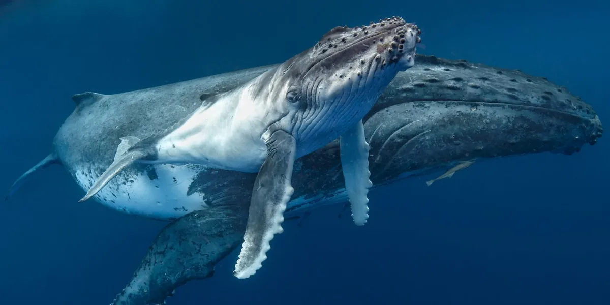 Yabancı İletişimde Humpback Balinalarından Öğreneceklerimiz
